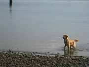 zoe ferry swim